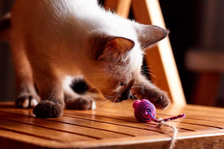 Katze spielt mit Spielzeugmaus