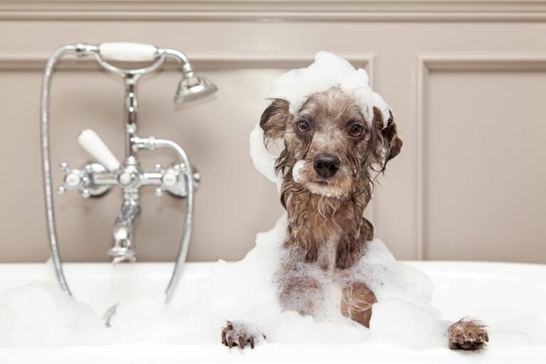 hund baden mit schaum in badewanne