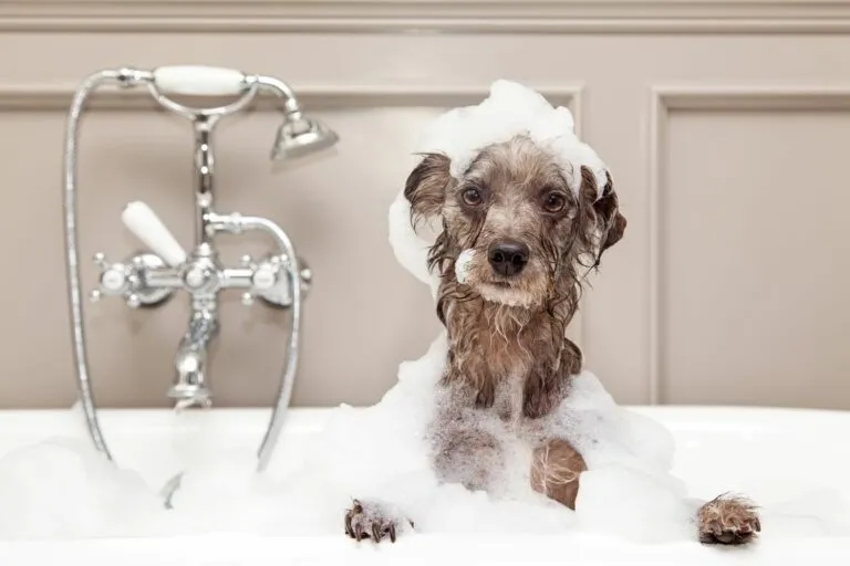 Hund badet in Badewanne hund baden mit schaum in badewanne