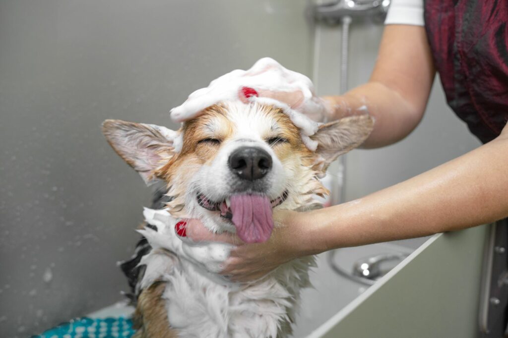 Frau wäscht Hund mit Hundeshampoopoo