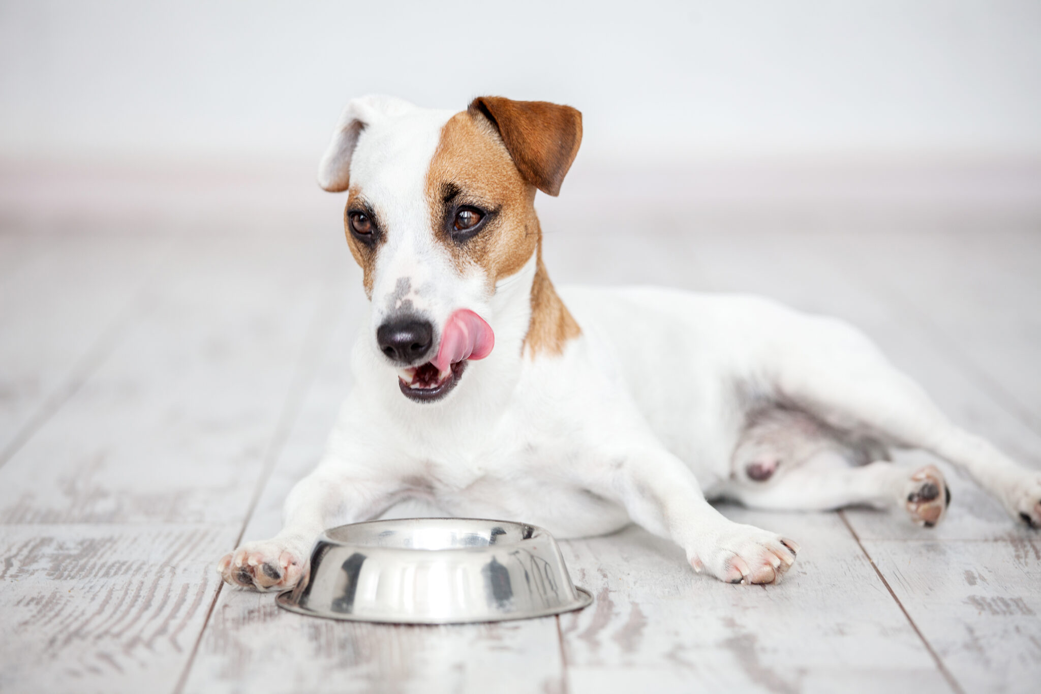 karsivan nebenwirkungen hund