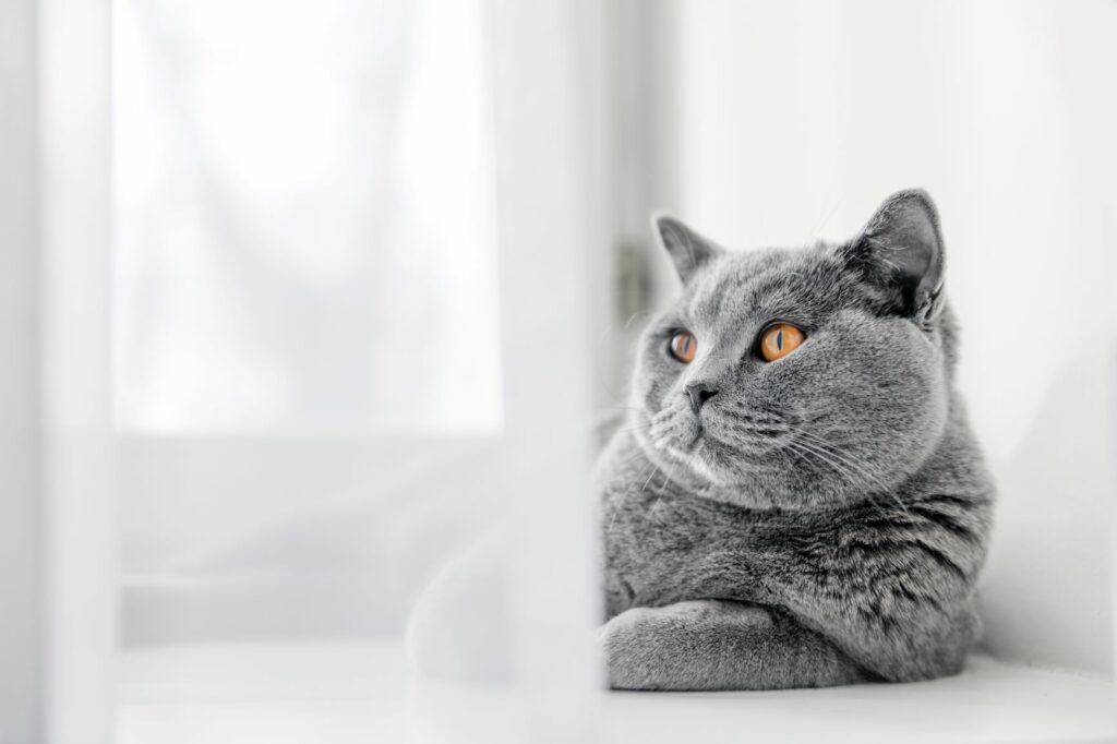 Britisch Kurzhaar Katze liegt auf einem Fensterbrett