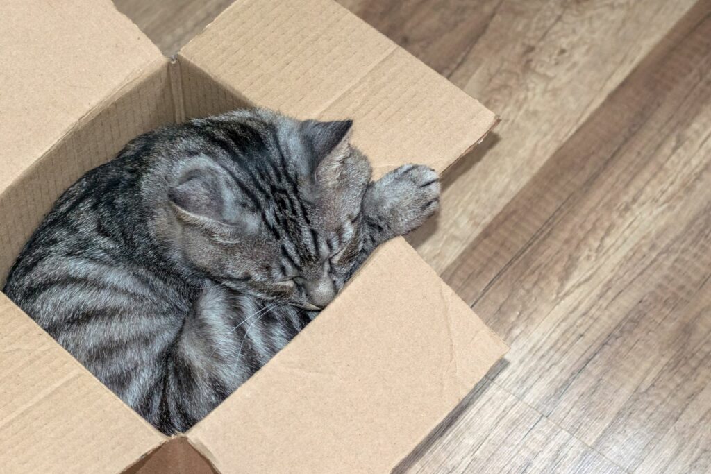 Katze liegt in Karton