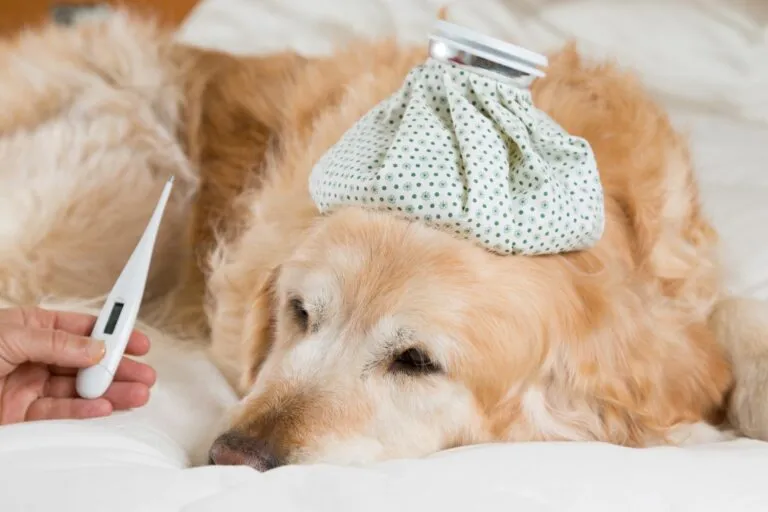 Fieber beim Hund Fieber beim Hund