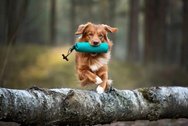 Hund mit Futterbeutel springt über Baumstamm Hund apportiert Futterbeutel