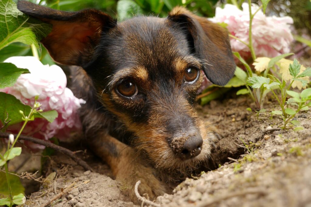 Ein Hund hat ein Loch in ein Beet gegraben Hund von Loch im Garten