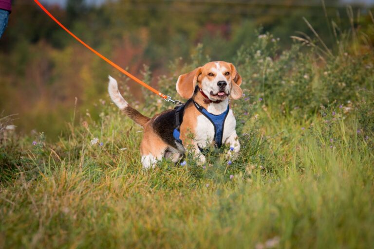 beagle hund an leine beim mantrailing