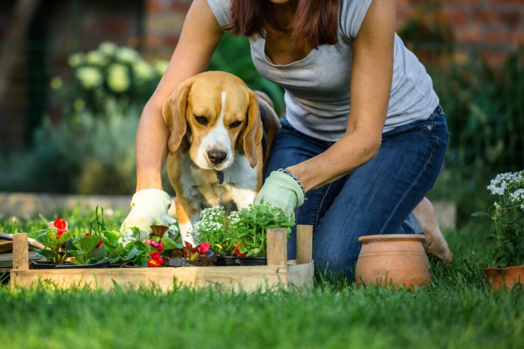 Frau arbeitet im Garten mit Hund Frau arbeitet im Garten mit Hund