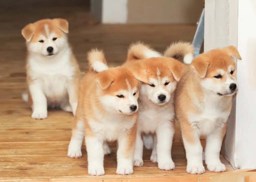 Akita Inu Welpen im Haus