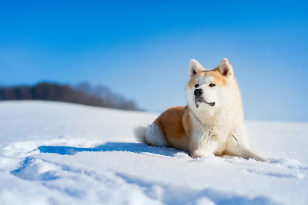 Akita Inu im Schnee