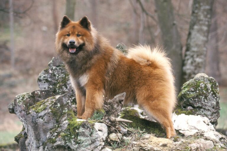 eurasier braune fellfarbe auf stein