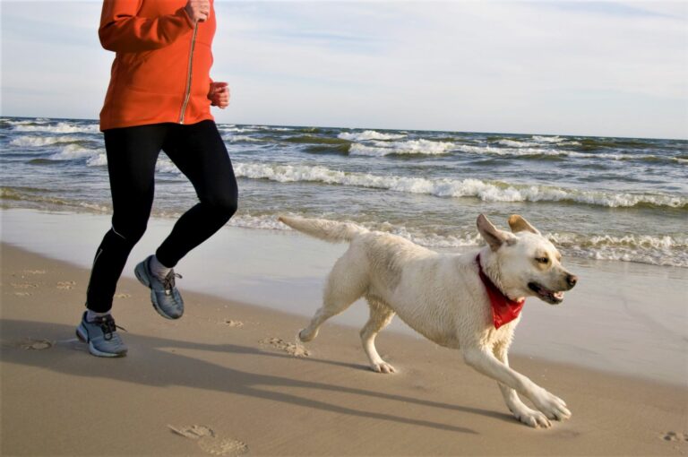 Joggen mit Hund am Strand