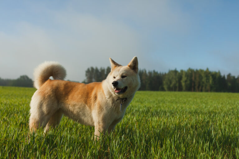 Akita Inu auf einer Sommerwiese