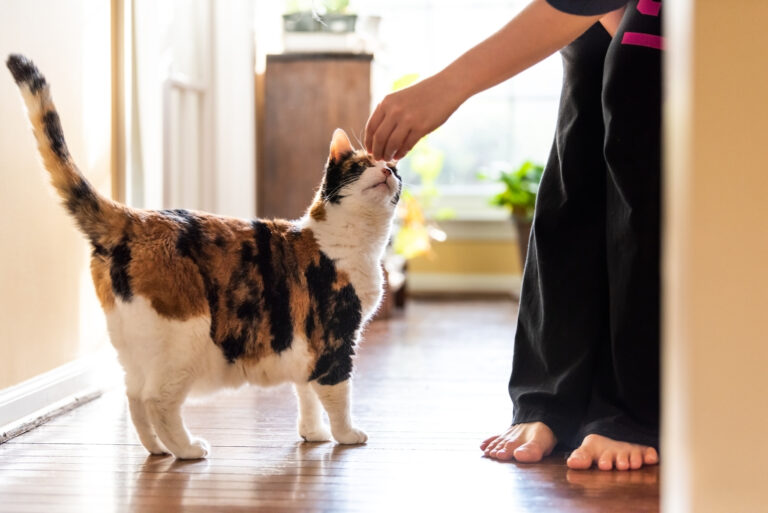 Katze wird mit einem Leckerli belohnt