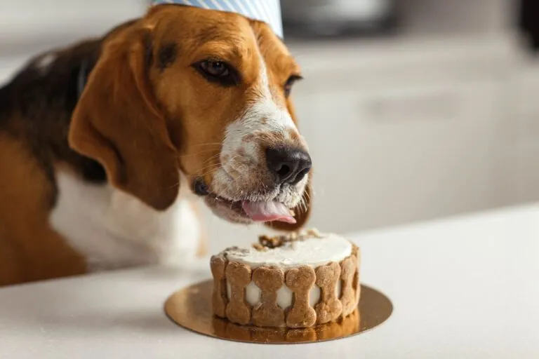 hund mit partyhund frisst hundekuchen