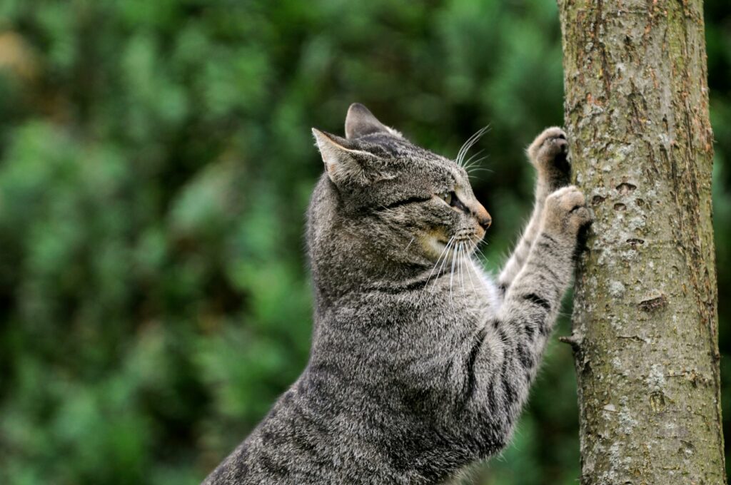 Katze kratzt am Baumstamm