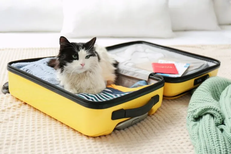Eine schwarz-weisse Katze liegt auf einem gepacktem Koffer