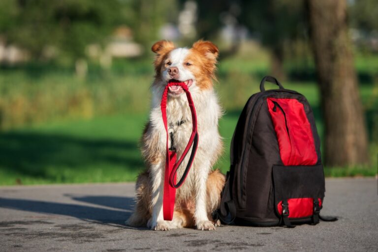 Hund mit Leine und Wanderrucksack