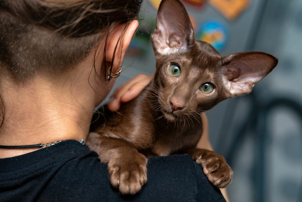 Frau mit brauner Orientalisch Kurzhaar Katze auf dem Arm
