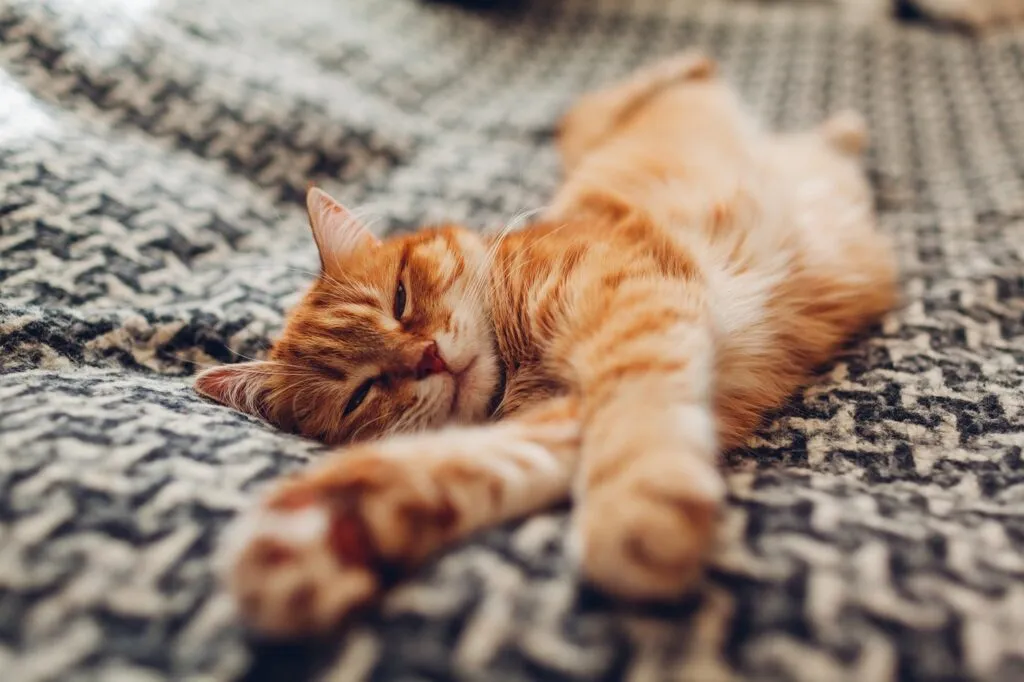 Rote Katze zeigt ihren Bauch und zwinkert gen&uuml;sslich