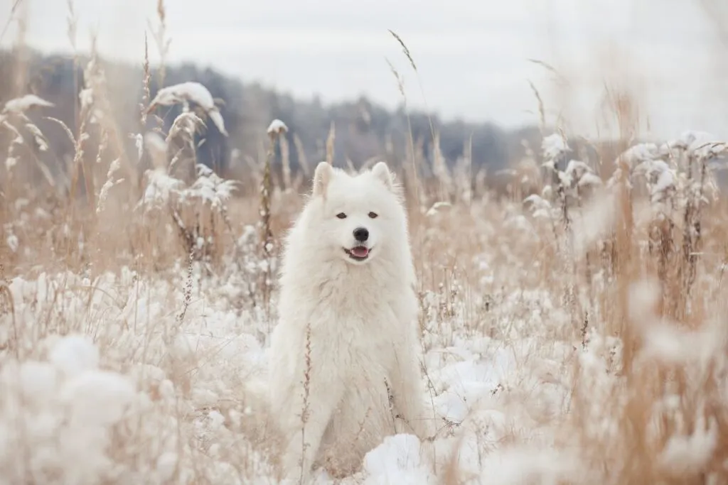 Samojede Hund sitzt auf einem schneebedeckten Feld