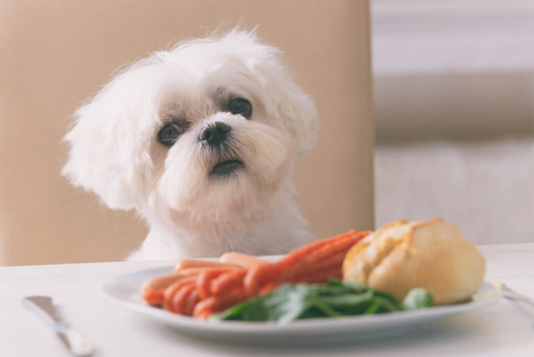 Hund vor Teller mit Gemüse und Brötchen