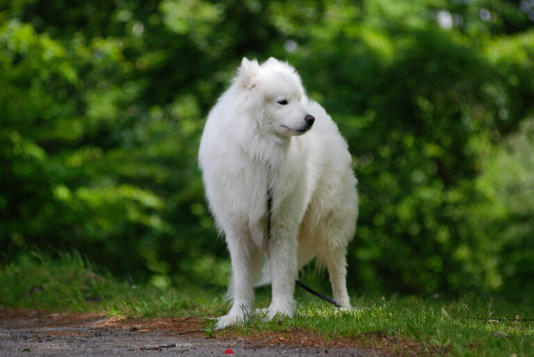 Samojede im Wald