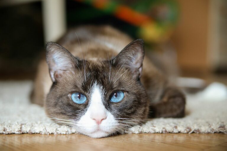 Snowshoe Katze guckt in die Kamera Portrait Snowshoe Katze