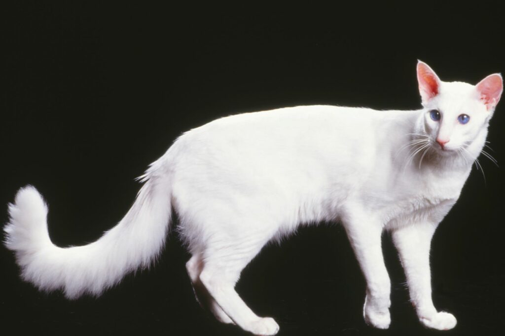 Eine weiße Javanese-Katze vor schwarzem Hintergrund