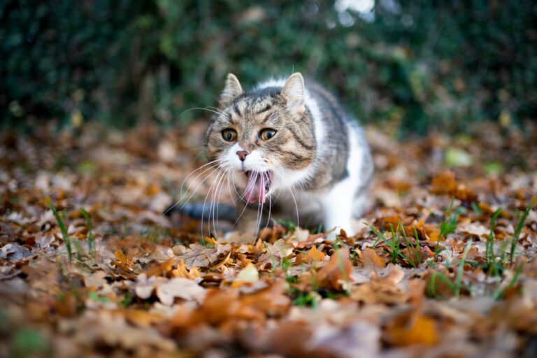 Katze vergiftet