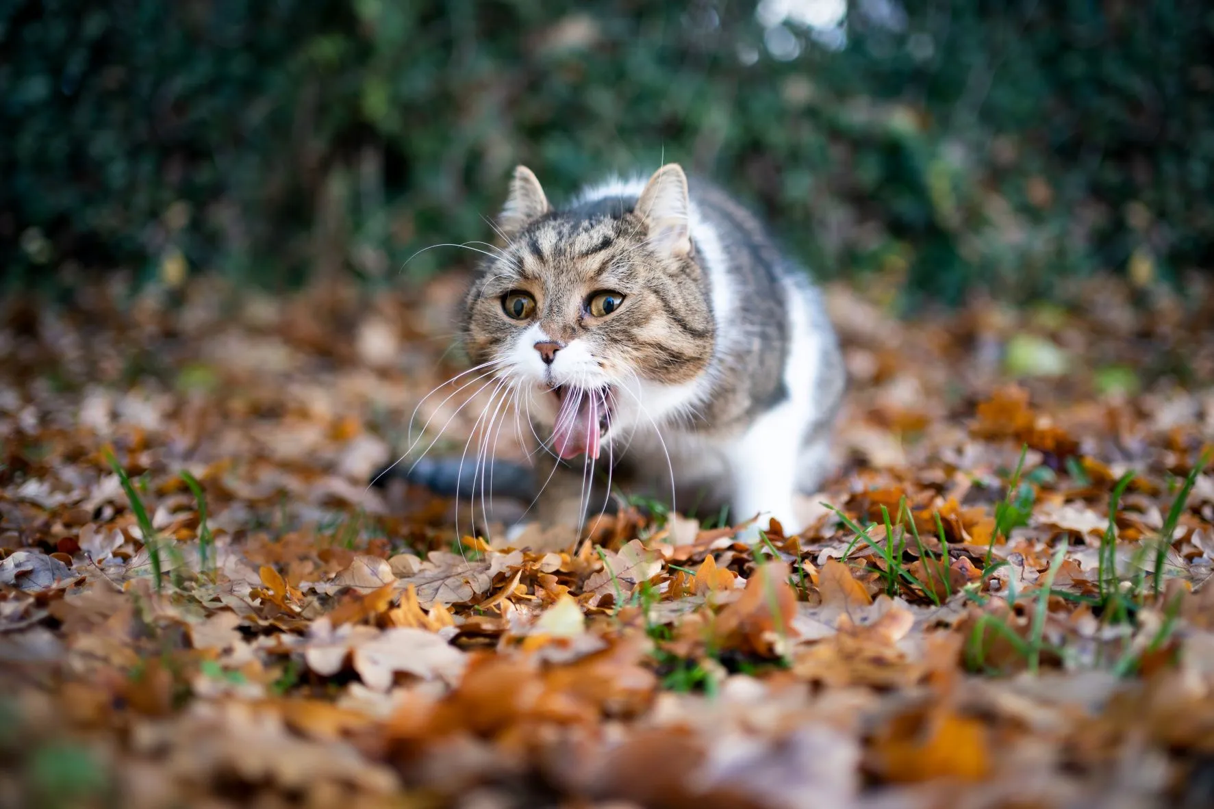 Katze vergiftet: Gefahren, Symptome und Erste Hilfe | zooplus Magazine
