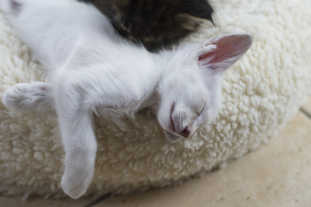 Javanese-Kitten liegen auf einem Katzenbett