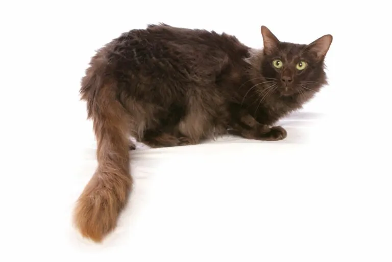 javanese-katze mit braunem fell