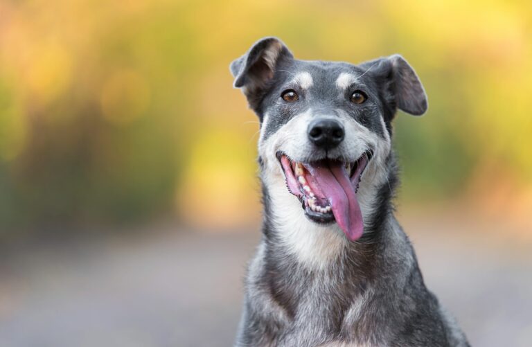 Hund mit Zunge aus dem Maul hängend