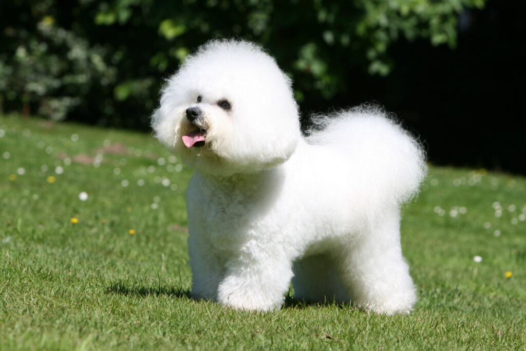 Bichon Fris Charakter Ern hrung Haltung Zooplus ch bichon-fris-charakter-ern-hrung-haltung-zooplus-ch