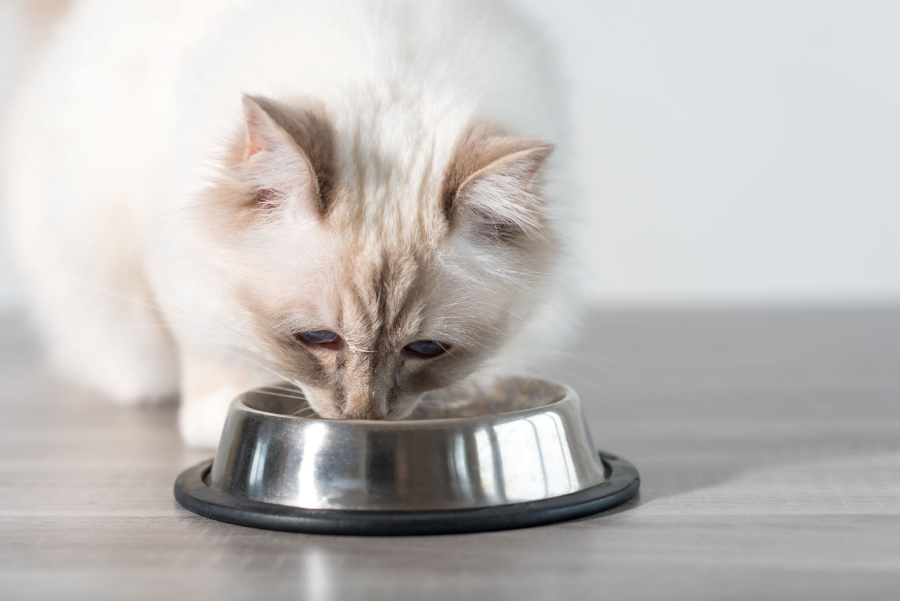 Katze frisst Futter aus Napf