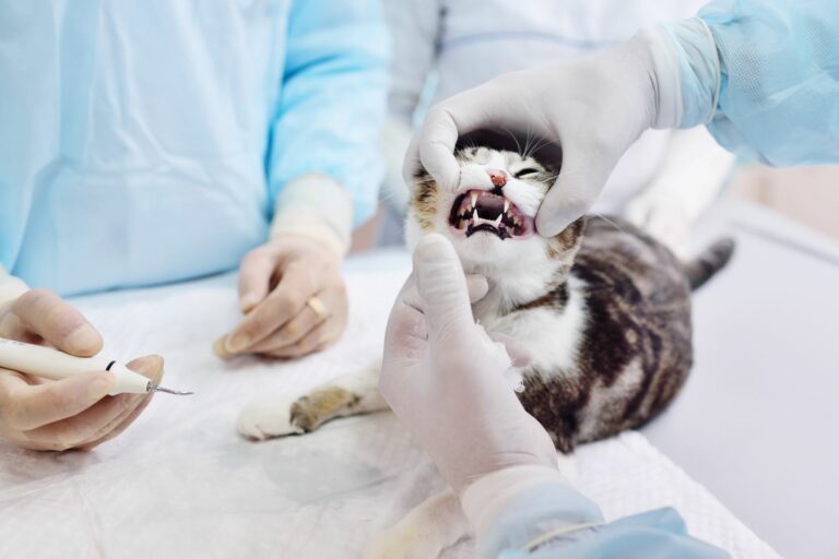 tierarzt untersucht katze auf forl