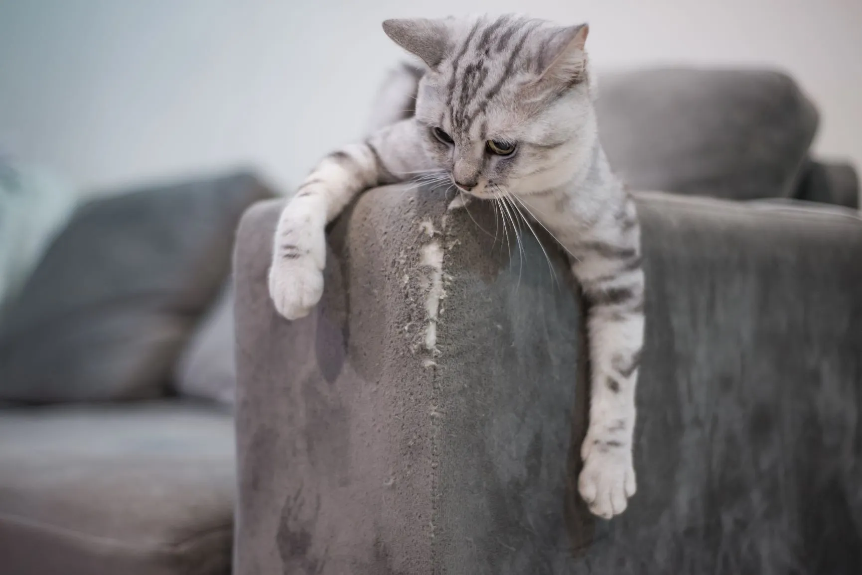 Hilfe, meine Katze kratzt am Sofa! Was tun? | zooplus.ch