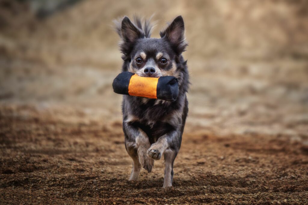 Ein kleiner Hund im Dummytraining Dummytraining kleine Hunderassen