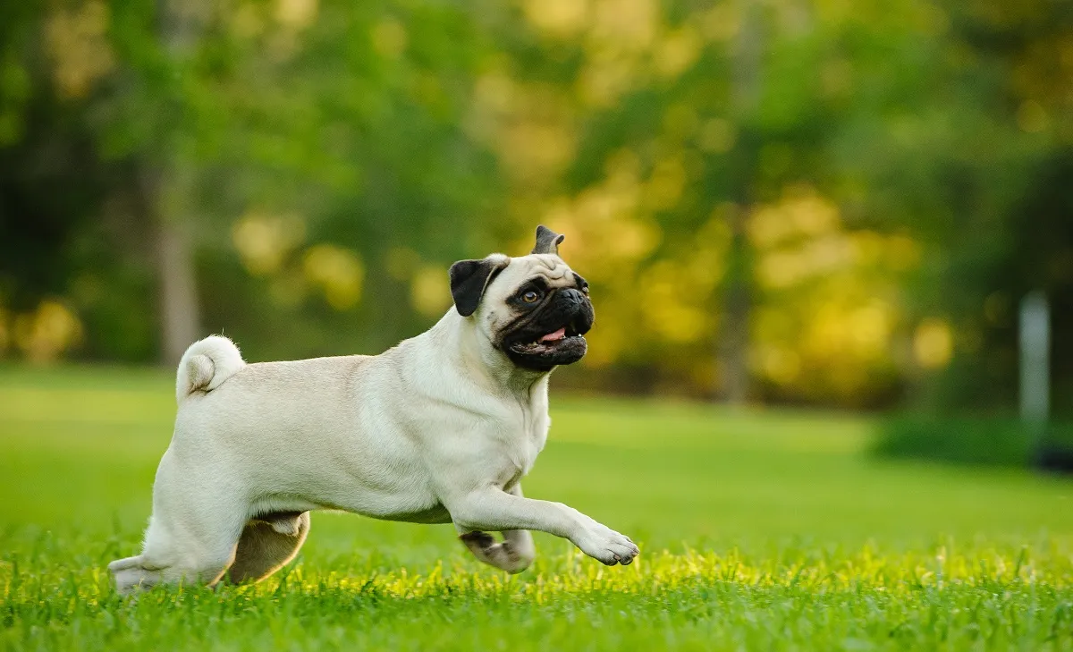 Ein Mops rennt über eine Wiese Trachealkollaps beim Hund