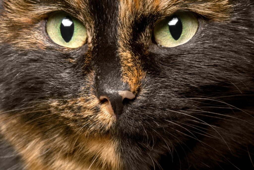 Gesicht einer kurzhaarigen Schildpatt-Katze mit typischer rot-schwarzen Musterung