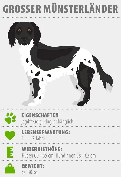 Gro&szlig;er M&uuml;nsterl&auml;nder Eigenschaften