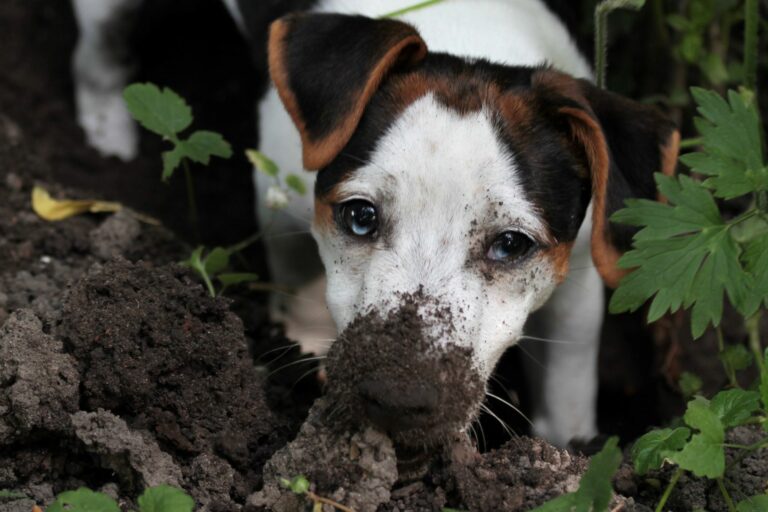 Hund buddelt in der Erde