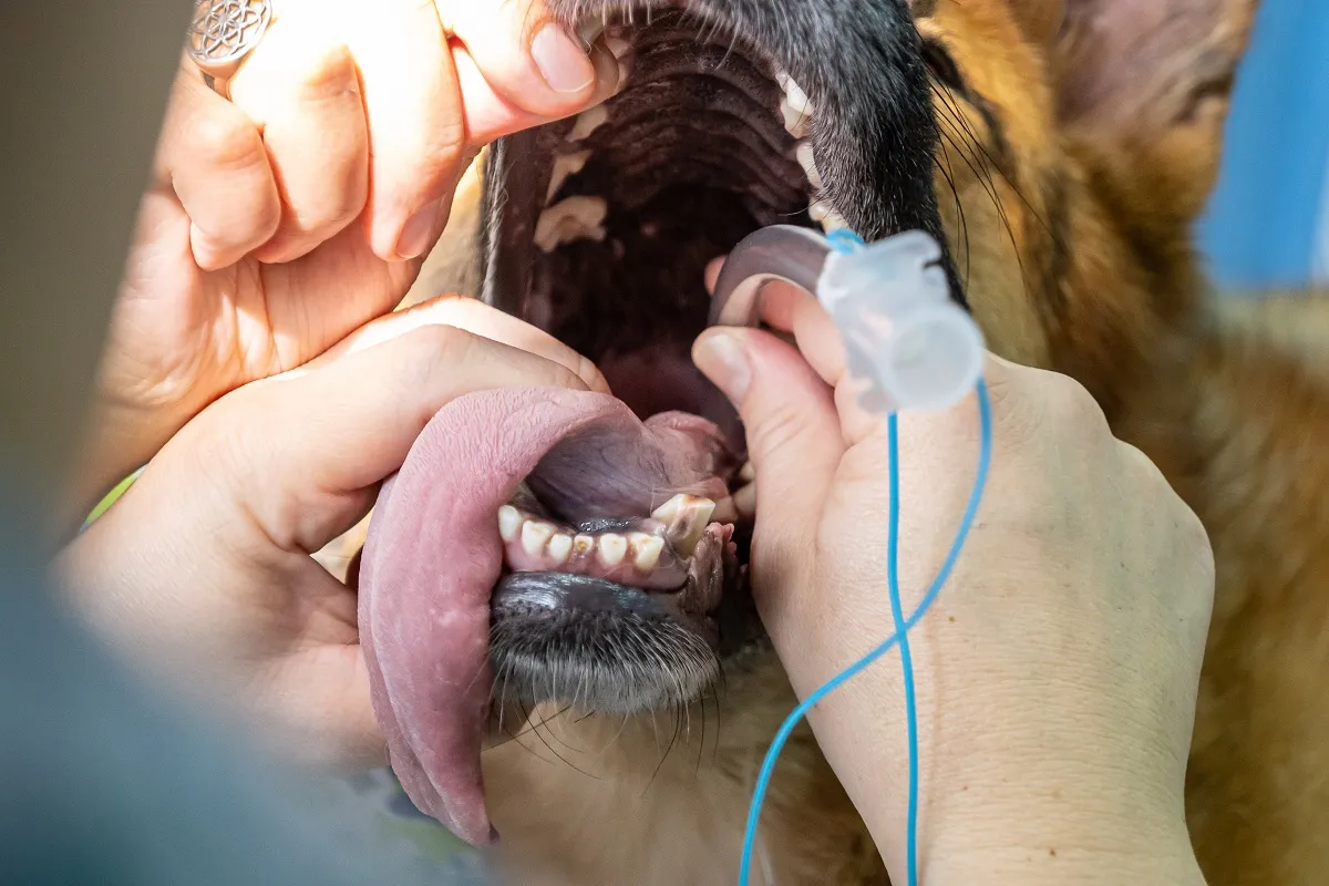 Intubation beim Hund in Folge eines Trachealkollaps Trachealkollaps beim Hund Intubation