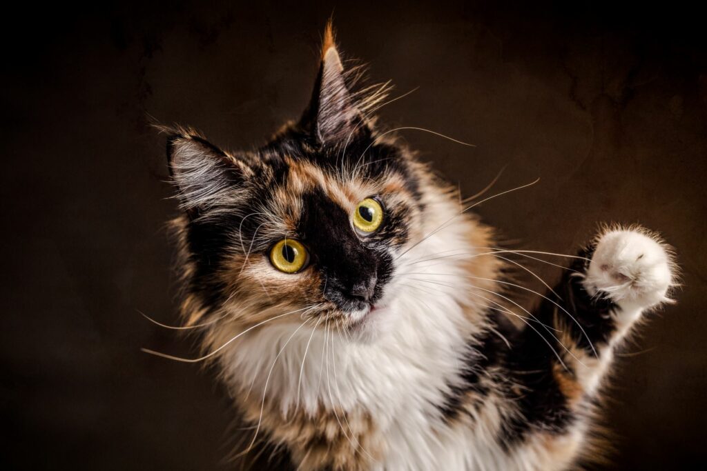Eine junge dreifarbige Maine Coon Glückskatze