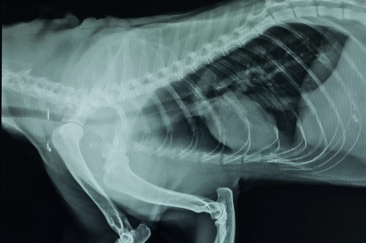 Ein seitliches Röntgenbild vom Brustkorb eines Hundes Trachealkollaps beim Hund Diagnose Röntgenaufnahme