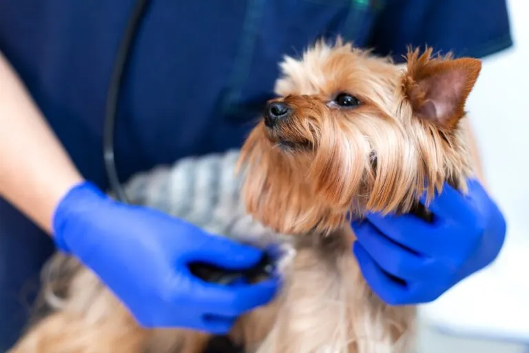 Trachealkollaps beim Hund wird beim Tierarzt untersucht Trachealkollaps beim Hund Diagnose Tierarzt