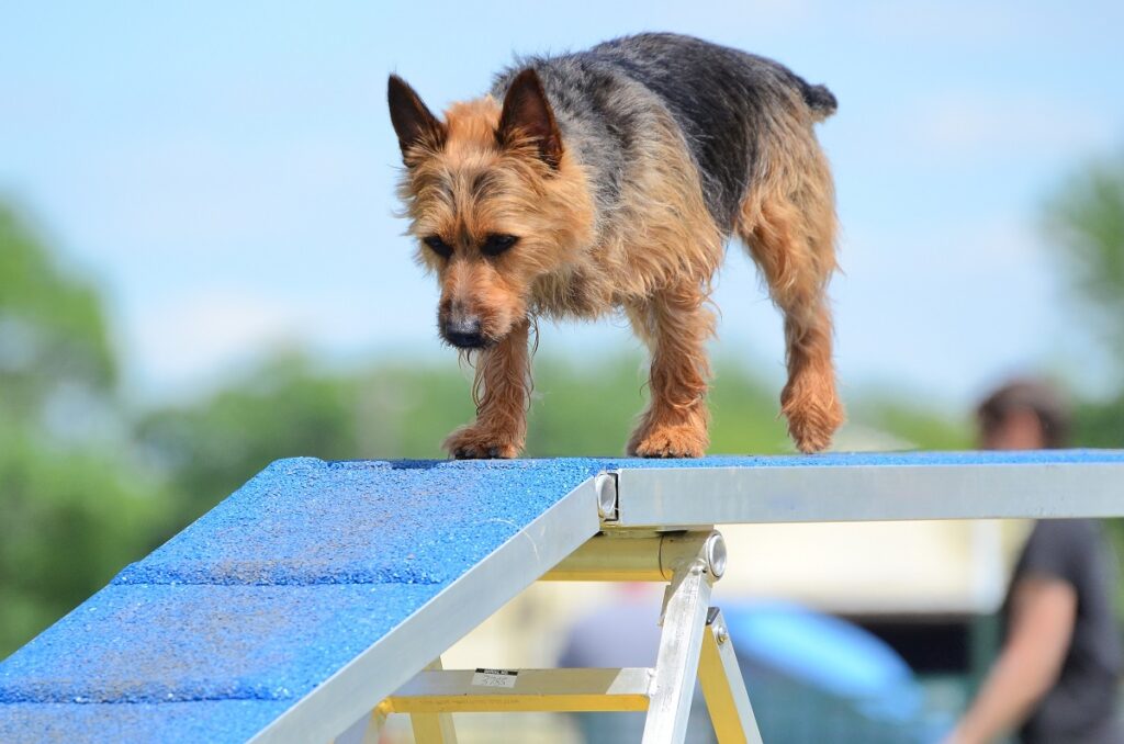 Ein Australian Terrier beim Agility australian terrier hund läuft über rampe