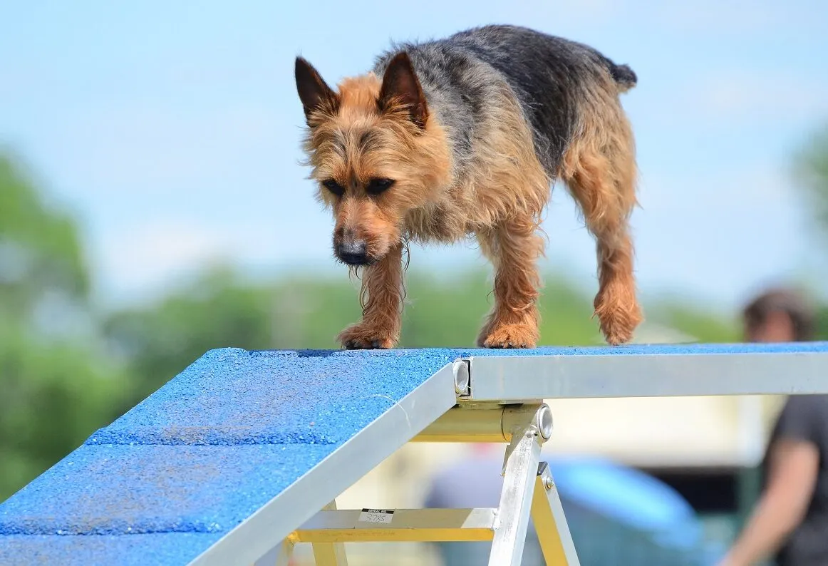 australian terrier hund läuft über rampe