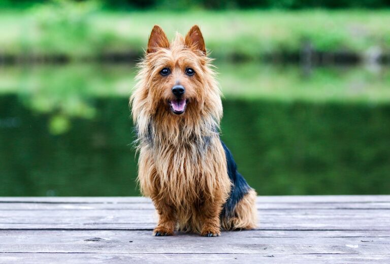 australian terrier sitzt an see